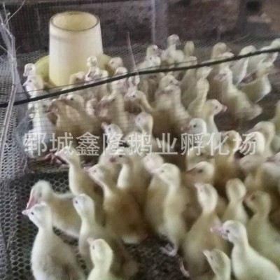 鹅苗孵化场 多品种鹅苗鹅蛋包邮 量多可配送 包邮量大从优批发图4