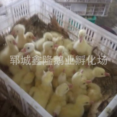 鹅苗孵化场 多品种鹅苗鹅蛋包邮 量多可配送 包邮量大从优批发图5