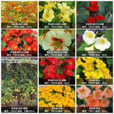 旱金莲种子庭院绿化阳台盆栽四季易种花海花镜观赏花花卉种子批发 2袋图2