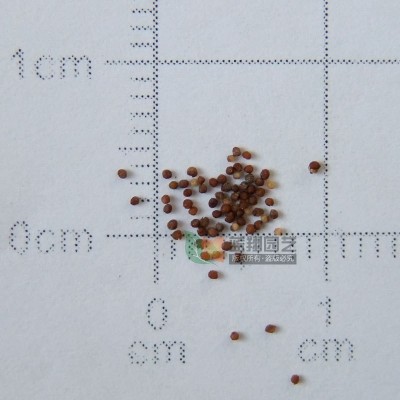 矮牵牛种子家庭园艺观赏花卉阳台室内四季盆栽观赏花喇叭花卉种子 Pet01矮牵牛混色100克 2袋图2