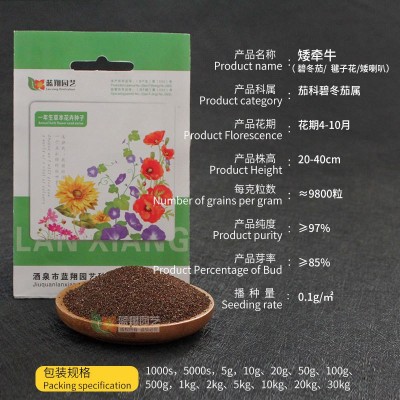 矮牵牛种子家庭园艺观赏花卉阳台室内四季盆栽观赏花喇叭花卉种子 Pet01矮牵牛混色100克 2袋图4