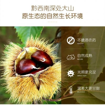 一件代发三只松鼠美栗板栗仁100g/袋即食甘栗仁香糯萌版坚果包邮 2袋图4