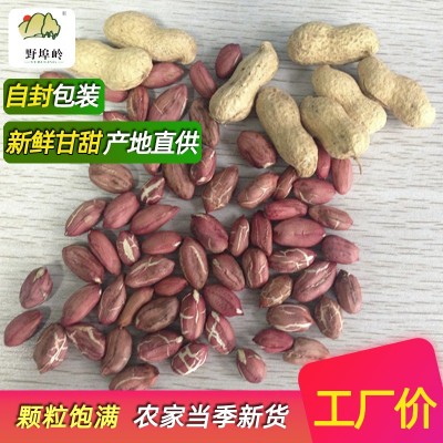新货沂蒙山 农家自种红皮花生 花生米 手剥花生 3斤包邮图2