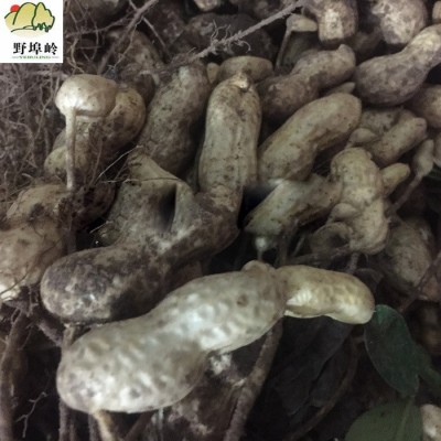 带壳生花生新货新鲜晒干农家自种自留种可做种子大粒粉红皮花生图4