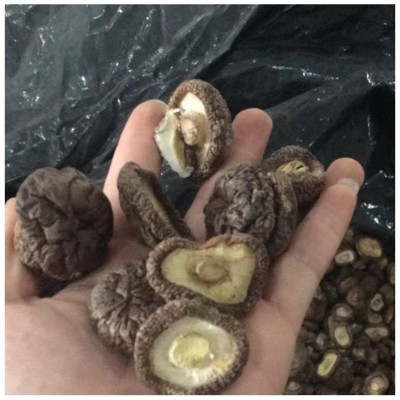 福建厚肉香菇厚面冬菇 3-4cm跟短厚肉剪跟香菇干货 mushroom蘑菇图4