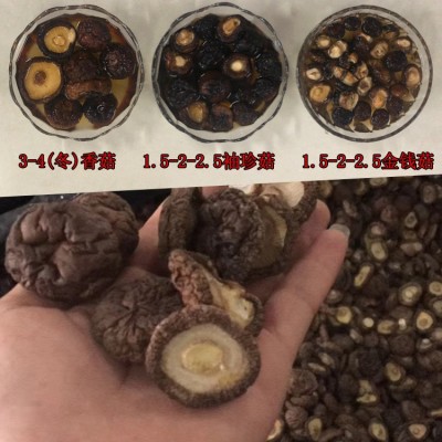 福建厚肉香菇厚面冬菇 3-4cm跟短厚肉剪跟香菇干货 mushroom蘑菇图2