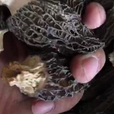 包邮5-7cm剪脚羊肚菌干货 短柄去跟各种规格都有 去脚羊肚菌250g图2