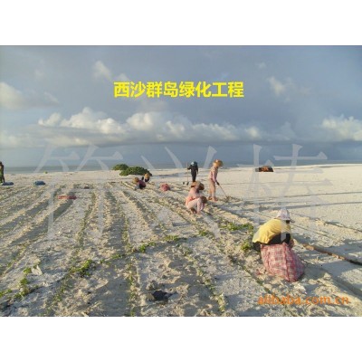 苗圃直销滨海绿化苗木桐花（耐盐碱湿地红树）图4