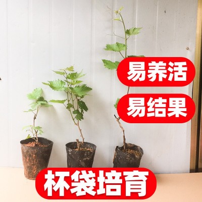 30-50cm巨峰葡萄树苗果树苗子南北方种植爬藤阳光玫瑰苗当年结果图2