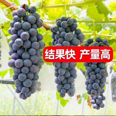 30-50cm巨峰葡萄树苗果树苗子南北方种植爬藤阳光玫瑰苗当年结果图3