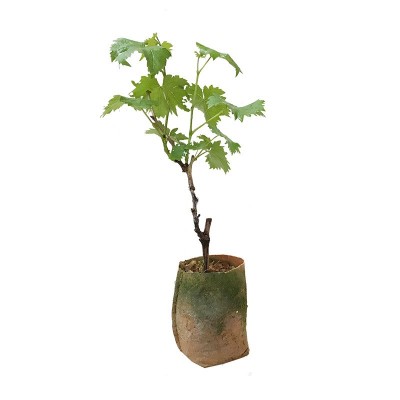 30-50cm巨峰葡萄树苗果树苗子南北方种植爬藤阳光玫瑰苗当年结果图5