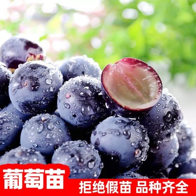 30-50cm巨峰葡萄树苗果树苗子南北方种植爬藤阳光玫瑰苗当年结果图4