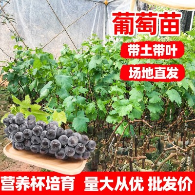 10-30cm葡萄苗带土带叶阳光玫瑰巨峰葡萄苗营养杯苗盆栽地栽爬藤图2