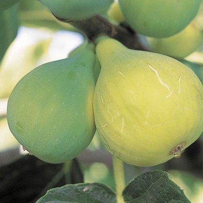 无花果种子 阳台庭院盆栽果树种籽蜜果多年生春秋播蔬菜水果种孑图4