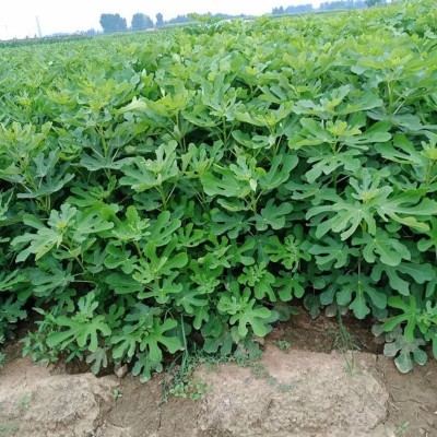 无花果种子 阳台庭院盆栽果树种籽蜜果多年生春秋播蔬菜水果种孑图3