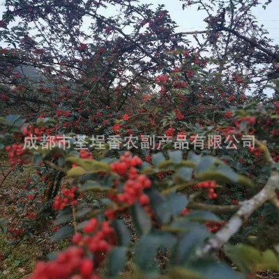 花椒麻椒 四川红花椒香料火锅底料炖卤料麻辣烫调味品香辛料大全图3