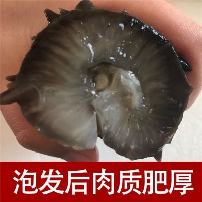 足干 俄罗斯纯野生淡干海参干货 孕妇六排刺大红参 9年参龄 一手货源图4