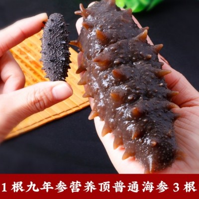 稀有9年参龄 深海捕捞 纯淡干海参干货20-30头/半斤 孕妇刺参图5