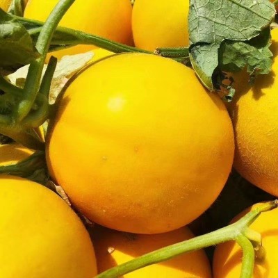 甜瓜甘肃民勤黄河蜜瓜10斤新鲜黄金蜜瓜脆甜香瓜蜜甜瓜批发代发图3