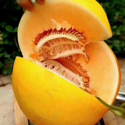 甜瓜甘肃民勤黄河蜜瓜10斤新鲜黄金蜜瓜脆甜香瓜蜜甜瓜批发代发图4
