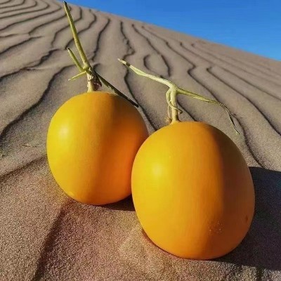 甜瓜甘肃民勤黄河蜜瓜10斤新鲜黄金蜜瓜脆甜香瓜蜜甜瓜批发代发图5