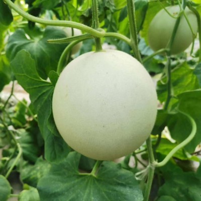 甜瓜玉菇甜瓜香瓜新鲜甜瓜当季水果绿肉哈蜜瓜非网纹瓜一件代发图2