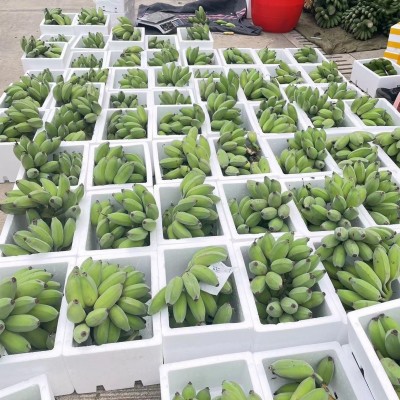 苹果蕉香蕉新鲜9斤自然熟当季水果粉蕉小米芭蕉甜整箱图2