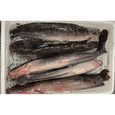 单冻鲶鱼渡冰鲇鱼塘虱可包冰90%净重条数5-7条/箱规格1000-2500克图2