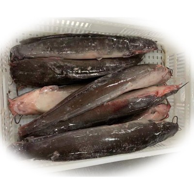 单冻鲶鱼渡冰鲇鱼塘虱可包冰90%净重条数5-7条/箱规格1000-2500克图5