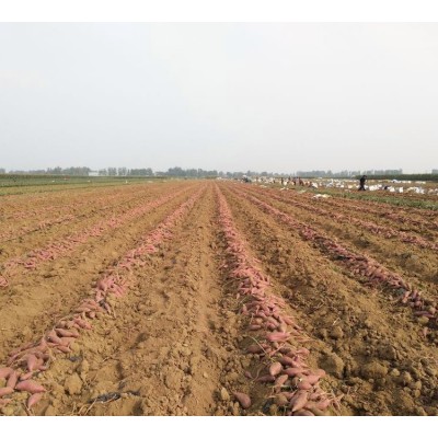 健康农产品 红薯新鲜匠心礼盒 甘薯生产基地供应图4