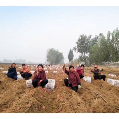 健康农产品 红薯新鲜匠心礼盒 甘薯生产基地供应图3
