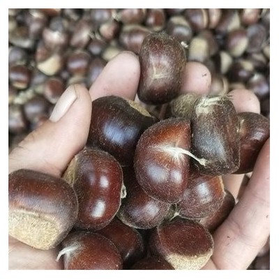 业批发 新鲜 冷冻板栗 大量供应货源充足 香甜软糯图4