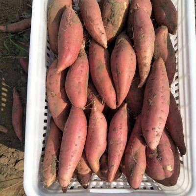 产地直发 新鲜 沙地 烟薯25 香甜无丝 糖心流油 大量批发图2
