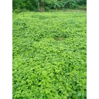 厂家批发专业连锁奶茶店冻顶乌龙茶锡兰红茶格雷红茶古早红茶原料5000袋图3