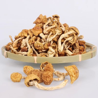 滑子菇干货古田珍珠菇农家特产小黄蘑黄菇滑菇香菇食用菌菌菇蘑菇图4