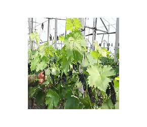 美食山东-揭秘葡萄的自然动力种植法