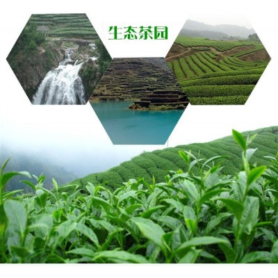2023春茶浓香大红袍武夷岩茶高山新茶乌龙茶散装熟茶500g茶叶批发图5