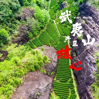 珍壶春武夷山正岩肉桂岩茶浓香型茶叶新春茶耐泡水仙茶工厂直销图4