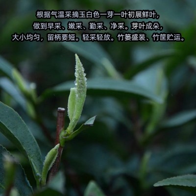 珍壶春正宗福建花香嫩芽清新香味白茶罐装白茶白牡丹明前头采100g图3