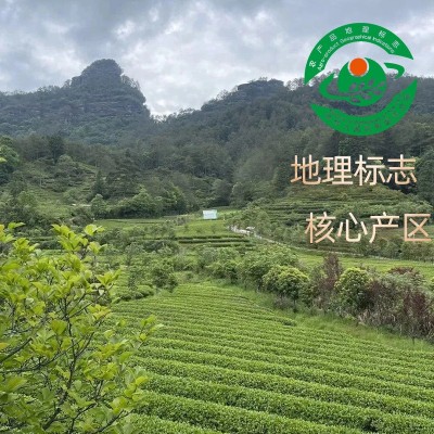 珍壶春正宗福建花香嫩芽清新香味白茶罐装白茶白牡丹明前头采100g图4