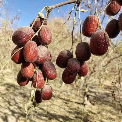 新疆特产灰枣大量批发代发500g 若羌枣核小肉厚熬粥煮粥包粽子图2
