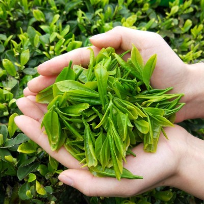 香茶高山云雾绿茶批发日照炒青半斤装浓香茶叶2022年新茶厂家批发图2