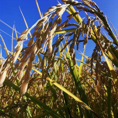 当季新米东北特产延边百草沟贡米长粒香大米真空包装厂家批发现货图3