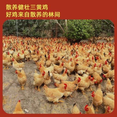 参皇香嫩盐焗鸡2只装预制菜整只熟食快手菜散养走地鸡土鸡白切鸡图2