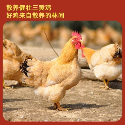 鸡肉广西盐焗鸡整只古法腌制广式咸味即食熟食手撕鸡香鸡鸡肉图2