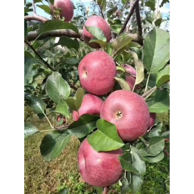 蔬菜水果/核果仁果类/苹果图5