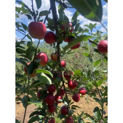 蔬菜水果/核果仁果类/苹果图2