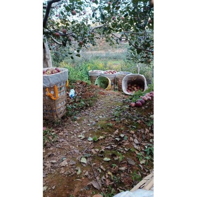 蔬菜水果/核果仁果类/苹果图3