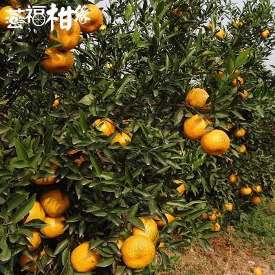 小青柑批发新会柑皮普洱茶正宗陈化图3