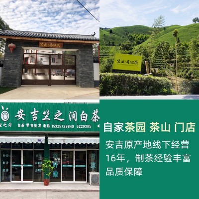 2021年新茶 竺之润牌安吉白茶 明前特级250克 原产地茶场直销批发图2